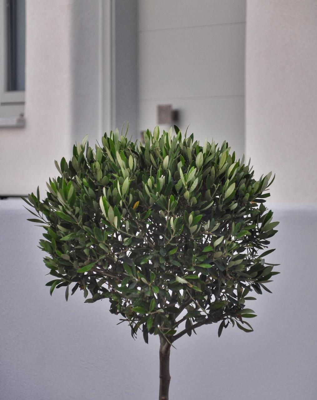 Quartano Luxury Cycladic Residence, Adults Only Nausa Zewnętrze zdjęcie